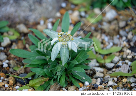 Large-leaved edelweiss flower Large-leaved edelweiss flower 142829161