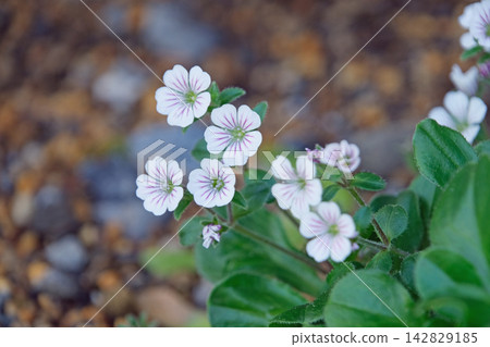 Onoemantema花 Onoemantema花 142829185