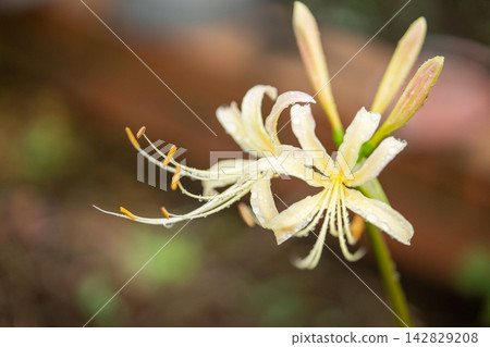 White spider lilies (Lycoris radiata) White spider lilies (Lycoris radiata) 142829208