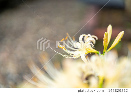White spider lilies (Lycoris radiata) White spider lilies (Lycoris radiata) 142829212