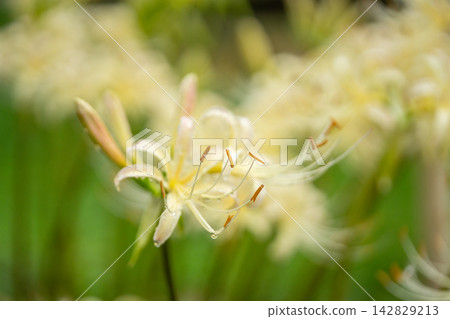White spider lilies (Lycoris radiata) White spider lilies (Lycoris radiata) 142829213