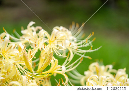 白蜘蛛百合(Lycoris radiata) 白蜘蛛百合(Lycoris radiata) 142829215