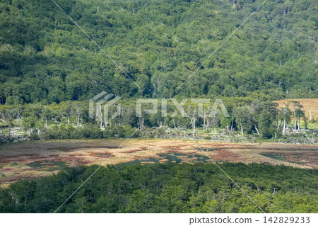 Patagonian Wetland Bog Surrounded by Lenga Beech Forest Ushuaia Patagonian Wetland Bog Surrounded by Lenga Beech Forest Ushuaia 142829233