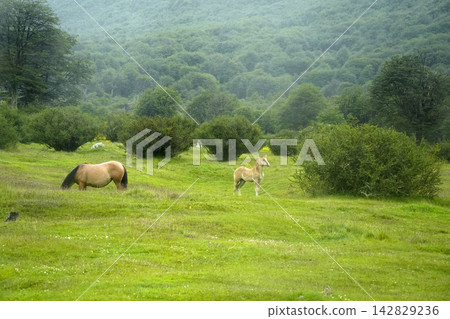 Mare and Foal Grazing in Misty Patagonian Meadow Mare and Foal Grazing in Misty Patagonian Meadow 142829236