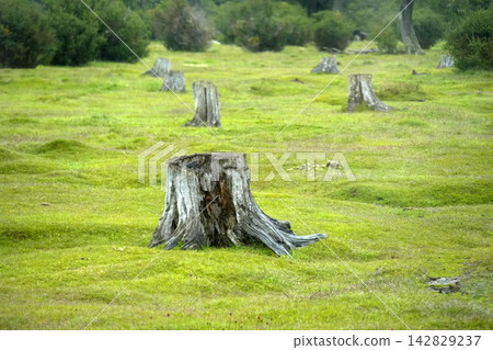 Old Tree Stumps in Green Meadow Tierra del Fuego National Park Old Tree Stumps in Green Meadow Tierra del Fuego National Park 142829237