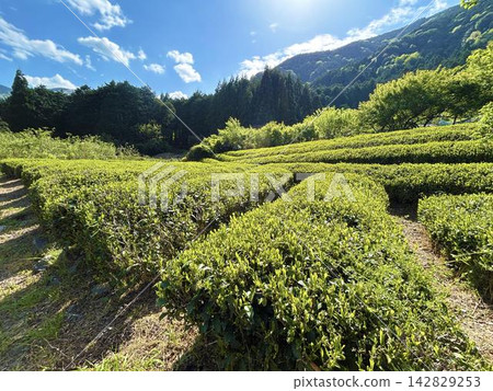 陽光灑在茶葉上,映襯著清爽的藍天。 陽光灑在茶葉上,映襯著清爽的藍天。 142829253