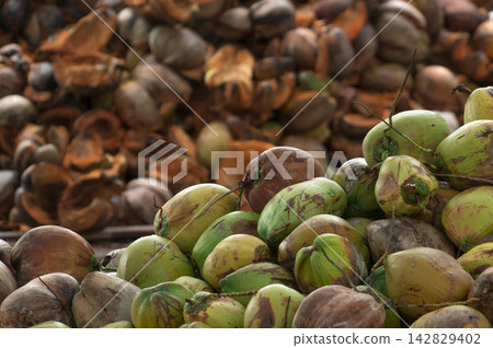 Pile of freshly harvested green and mature coconuts at a tropical farm in Thailand, agricultural crop used as raw material for coconut milk, food processing and natural oil production. Pile of freshly harvested green and mature coconuts at a tropical farm in Thailand, agricultural crop used as raw material for coconut milk, food processing and natural oil production. 142829402