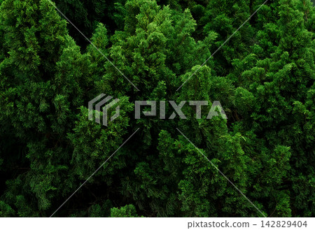 Dense green evergreen foliage forming a natural textured background, ornamental conifer branches creating lush botanical greenery for garden, landscaping, ecology and nature design Dense green evergreen foliage forming a natural textured background, ornamental conifer branches creating lush botanical greenery for garden, landscaping, ecology and nature design 142829404