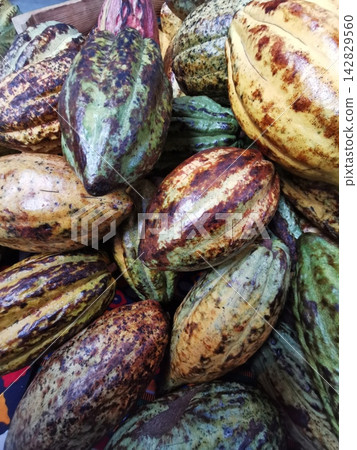 fresh cocoa fruits texture fresh cocoa fruits texture 142829560