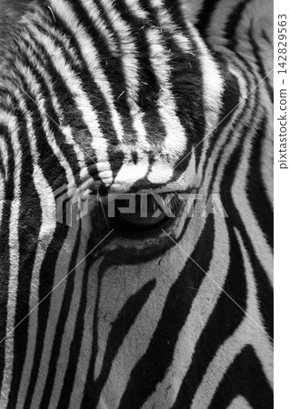zebra eye detail zebra eye detail 142829563