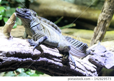 small dragon lizard in the nature small dragon lizard in the nature 142829573