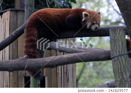 red panda is resting in the tree red panda is resting in the tree 142829577