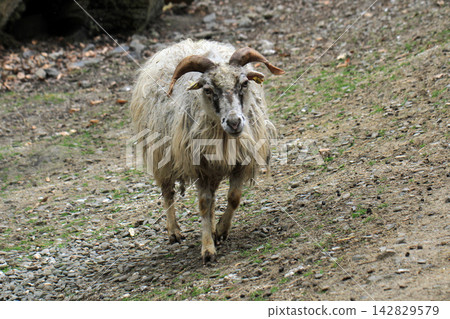 small sheep walking 142829579