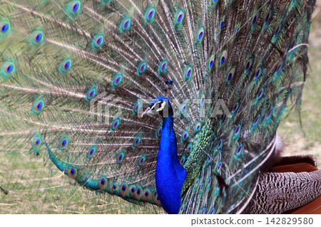 nice big peacock nice big peacock 142829580