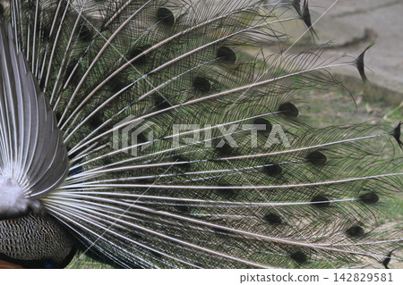nice big peacock 142829581