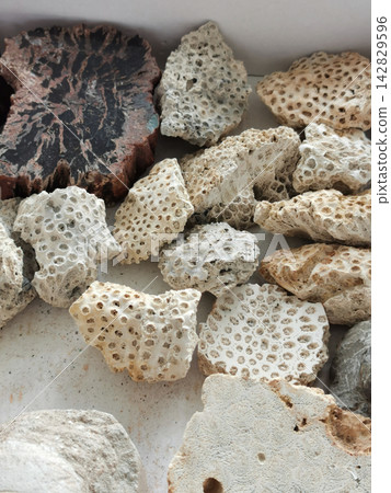 coral fossil collection coral fossil collection 142829596