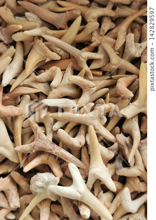 shark teeth collection texture shark teeth collection texture 142829597