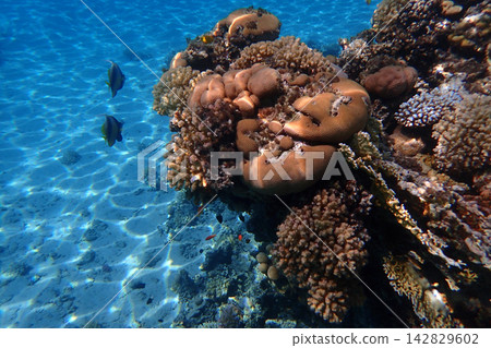 color life under red sea color life under red sea 142829602