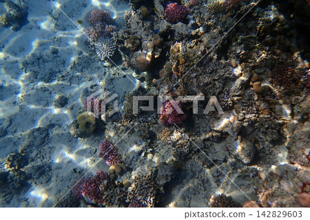 color life under red sea color life under red sea 142829603