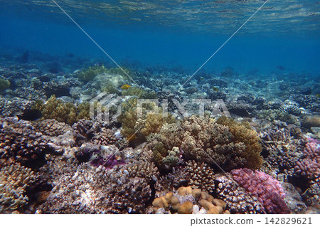 color life under red sea color life under red sea 142829621