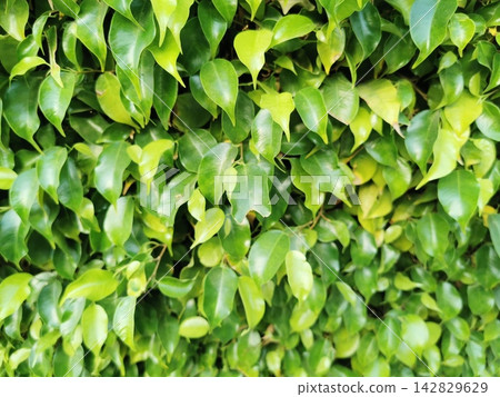 ficus benjamina green leaves texture ficus benjamina green leaves texture 142829629