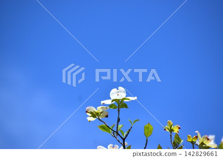 White dogwood blossoms blooming against a blue sky. White dogwood blossoms blooming against a blue sky. 142829661