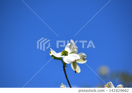 White dogwood blossoms blooming against a blue sky. White dogwood blossoms blooming against a blue sky. 142829662