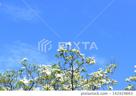 White dogwood blossoms blooming against a blue sky. White dogwood blossoms blooming against a blue sky. 142829663