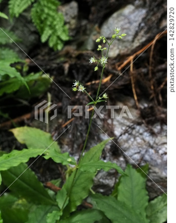 Large-flowered chickweed blooming along the stream Large-flowered chickweed blooming along the stream 142829720