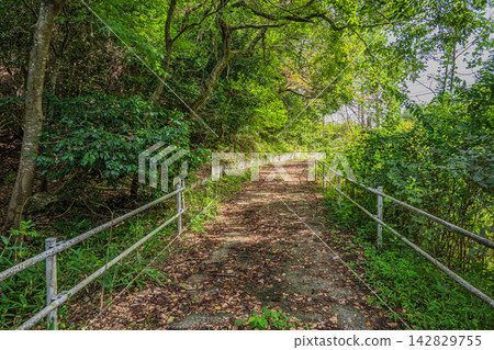 Lake Biwa in the depths, a forest road bathed in sunlight filtering through the trees, Omi-Shiotsu, Nagahama City, Shiga Prefecture Lake Biwa in the depths, a forest road bathed in sunlight filtering through the trees, Omi-Shiotsu, Nagahama City, Shiga Prefecture 142829755