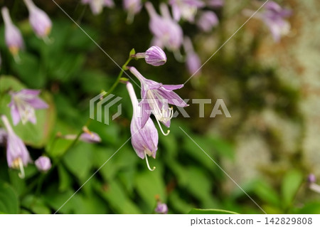 玉簪花 玉簪花 142829808