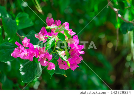 Vibrant pink bougainvillea flowers lush green leaves soft bokeh natural light tropical garden vivid bloom detail. Perfect nature botanical closeup summer. Fresh exotic outdoors wellness natural Vibrant pink bougainvillea flowers lush green leaves soft bokeh natural light tropical garden vivid bloom detail. Perfect nature botanical closeup summer. Fresh exotic outdoors wellness natural 142829824
