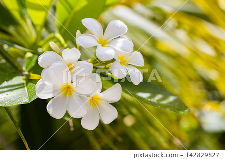 Delicate white frangipani blossoms soft green bokeh lush tropical garden gentle sunlit fresh bloom cluster detail. Perfect nature botanical closeup summer. Fresh exotic outdoors wellness natural green Delicate white frangipani blossoms soft green bokeh lush tropical garden gentle sunlit fresh bloom cluster detail. Perfect nature botanical closeup summer. Fresh exotic outdoors wellness natural green 142829827