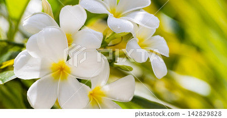 Pretty white frangipani cluster lush green bokeh soft natural daylight fresh tropical plumeria bloom detail. Perfect nature botanical closeup summer. Fresh exotic outdoors wellness natural green Pretty white frangipani cluster lush green bokeh soft natural daylight fresh tropical plumeria bloom detail. Perfect nature botanical closeup summer. Fresh exotic outdoors wellness natural green 142829828