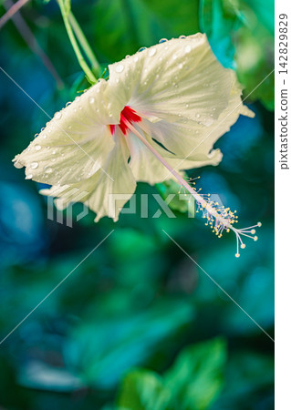 Delicate pale yellow hibiscus bloom hanging deep blue green bokeh lush tropical garden soft exotic flower detail. Perfect nature botanical closeup summer. Fresh exotic outdoors wellness natural green Delicate pale yellow hibiscus bloom hanging deep blue green bokeh lush tropical garden soft exotic flower detail. Perfect nature botanical closeup summer. Fresh exotic outdoors wellness natural green 142829829