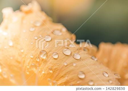 Elegant pale yellow hibiscus petal texture glistening water drops soft bokeh natural light macro exotic flower detail. Perfect nature botanical closeup summer. Fresh exotic outdoors wellness natural 142829830