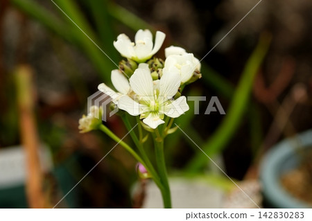 飛花花 飛花花 142830283