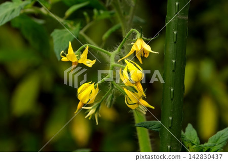 Mini tomato flowers Mini tomato flowers 142830437
