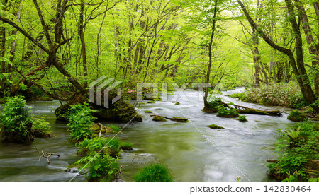 river in the forest river in the forest 142830464