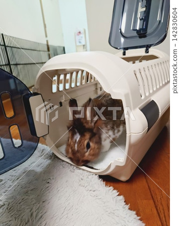 A Lionhead Rabbit peeking out from inside a pet carrier. A Lionhead Rabbit peeking out from inside a pet carrier. 142830604