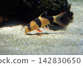 Crown Roach 142830650