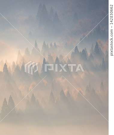 A scene of rays of light shining into the forest at dawn (around Onbara Plateau) A scene of rays of light shining into the forest at dawn (around Onbara Plateau) 142830662