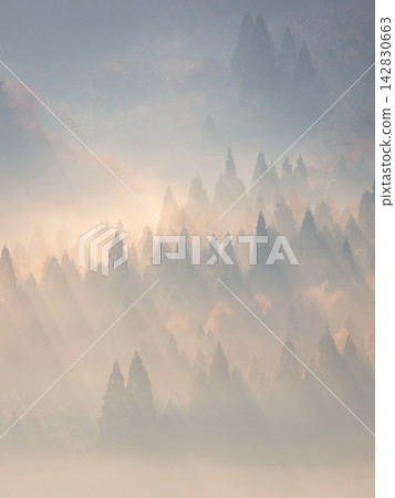 A scene of rays of light shining into the forest at dawn (around Onbara Plateau) 142830663