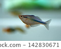Turquoise Rainbowfish 142830671
