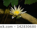 Tropical water lily 'Moon River' 142830680