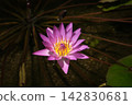 Tropical water lily 'Ruby' 142830681