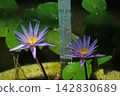 Tropical water lily 'Miroku' 142830689
