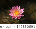 Tropical water lily 'Tropic Sunset' 142830691