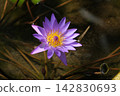 Tropical water lily Tina 142830693