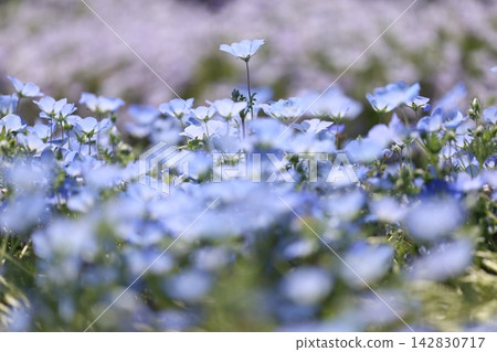 藍色粉蝶 142830717